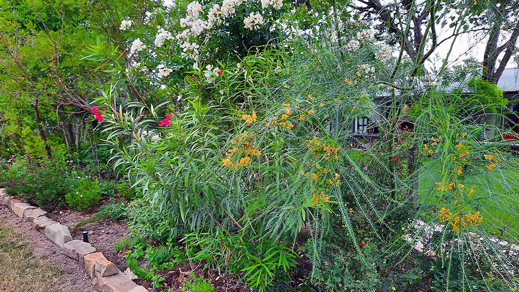 yellow flowered small tree pale pink white rose deep pink oleander