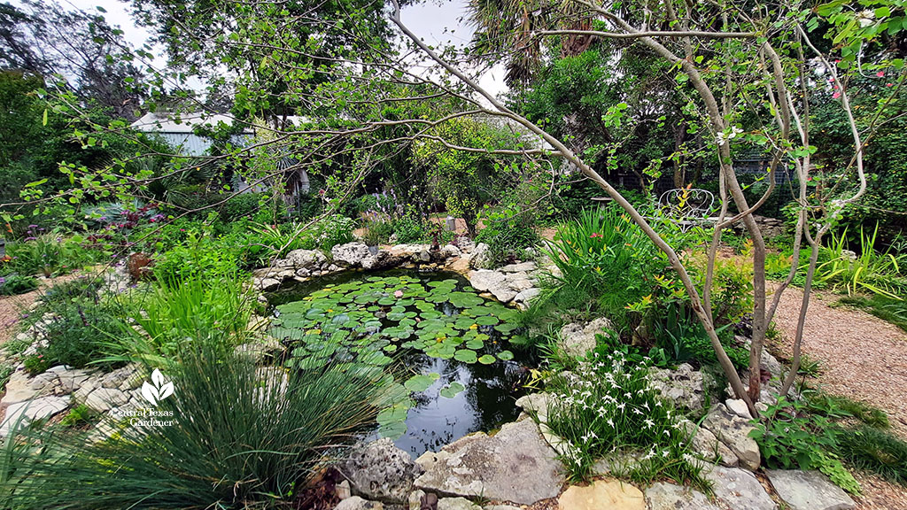 small beautiful pond framed with stones, small plants and an arching small orchid tree