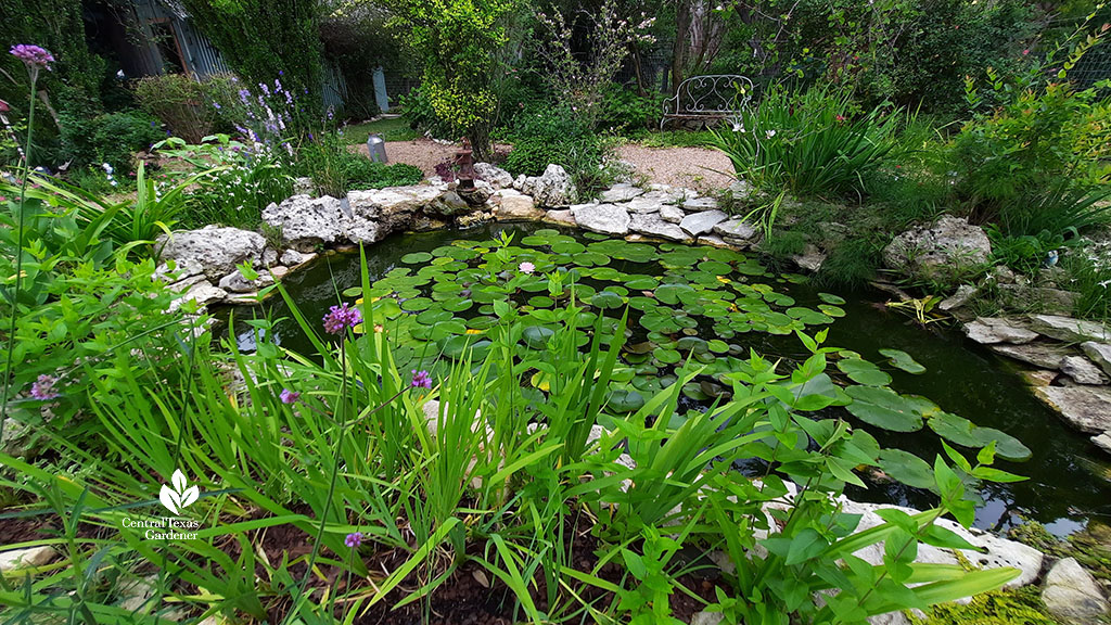 view across plants bordering pond to old metal bench