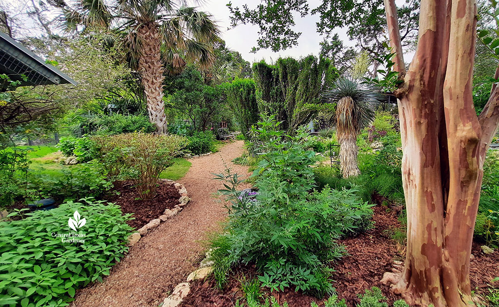 gravel path bordered by palms, crape myrtle and low growing plants 