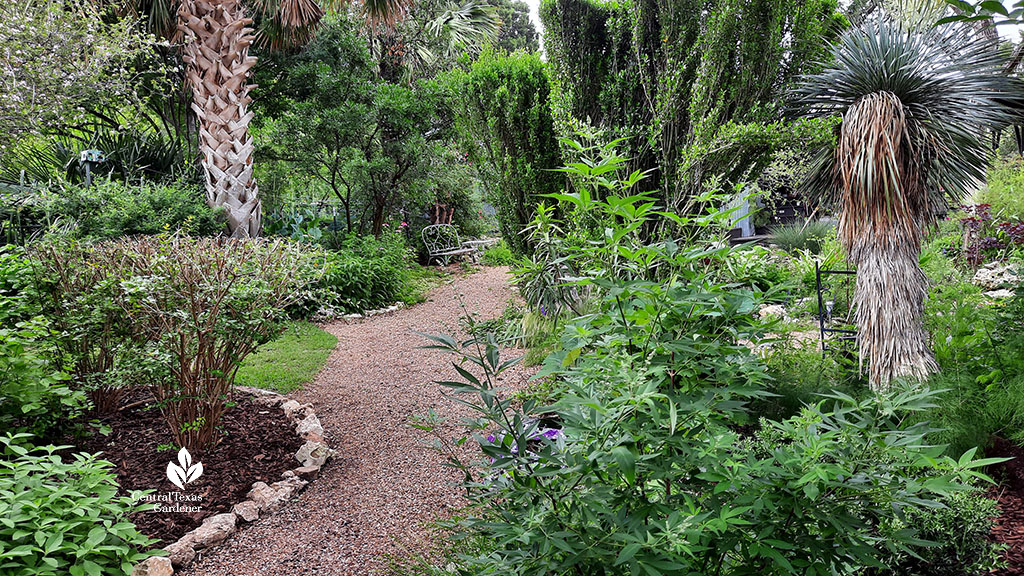 pea gravel path framed by low-growing perennials, sculptural Will Fleming yaupons