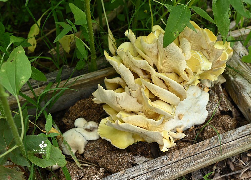 large yellow-gold mushroom 