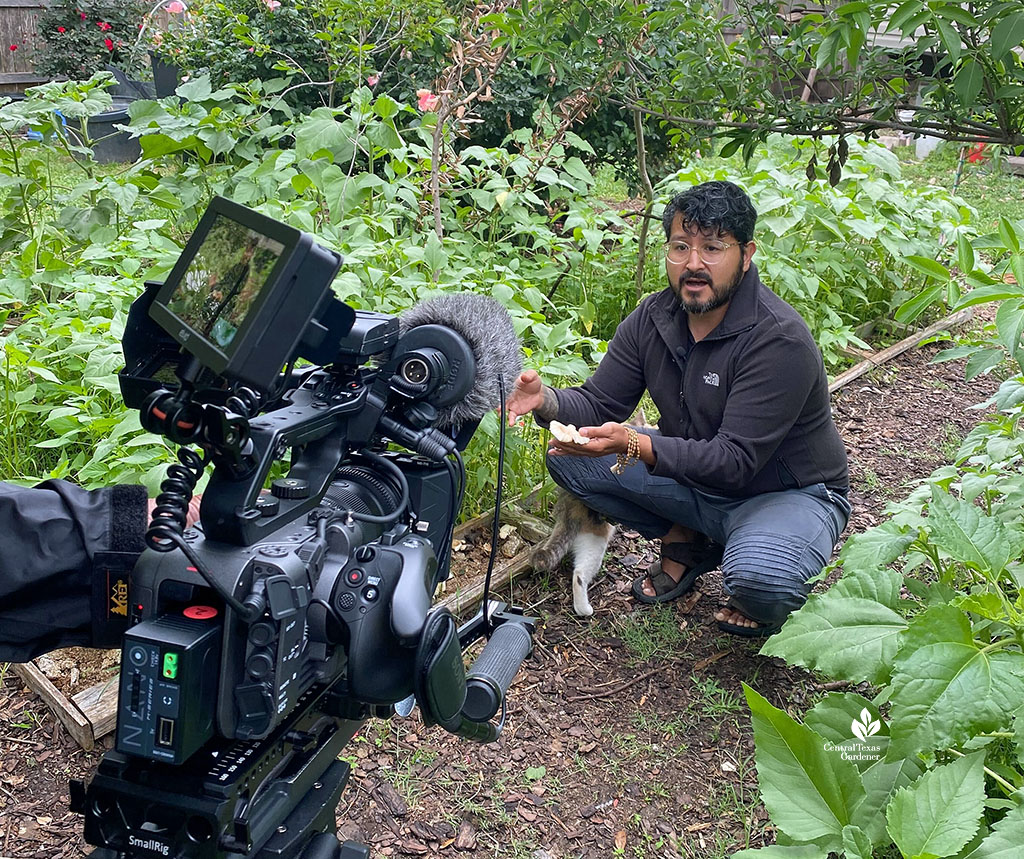 man talking to camera while holding a mushroom just picked from the garden