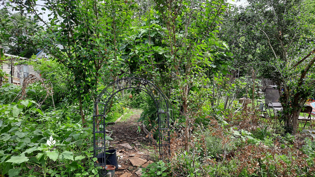arbor entrance to backyard food forest of fruit trees, roses, herbs, sunflowers 