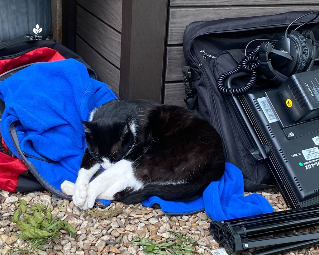 black and white cat sleeping on fleece jackets next to a video camera light 