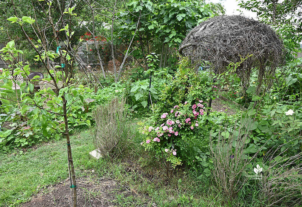 twig hut roses fruit trees in backyard 