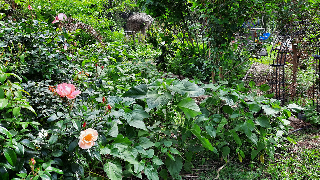 apricot rose bush near sunflowers 