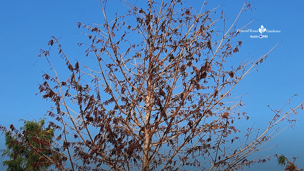 rusty leaves pretty bare on tree in summer