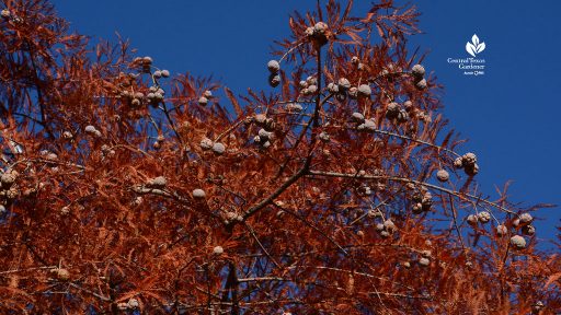 rusty orange leaves with white seeds (cones)