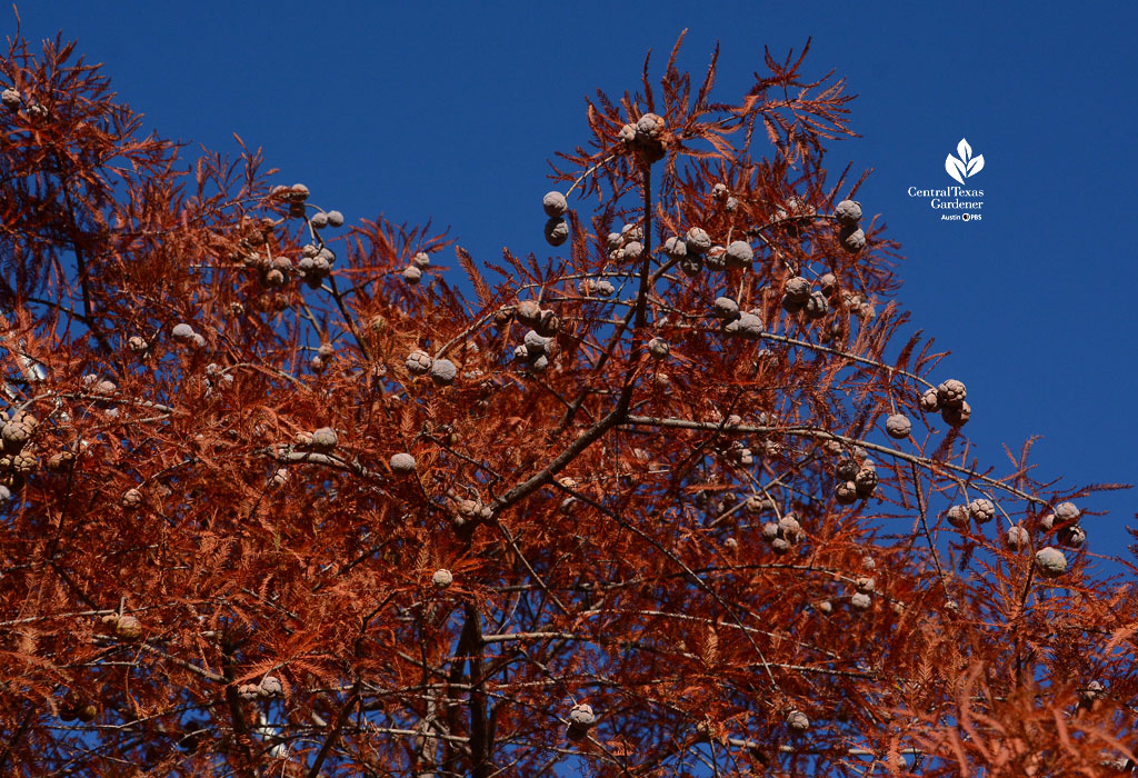 rusty orange leaves with white seeds (cones) 