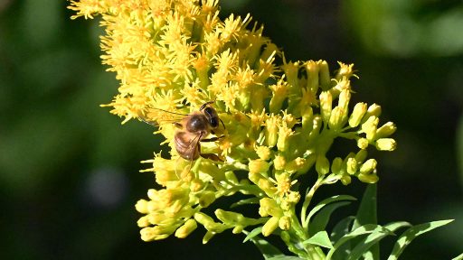 bee on yellow plume-like flower