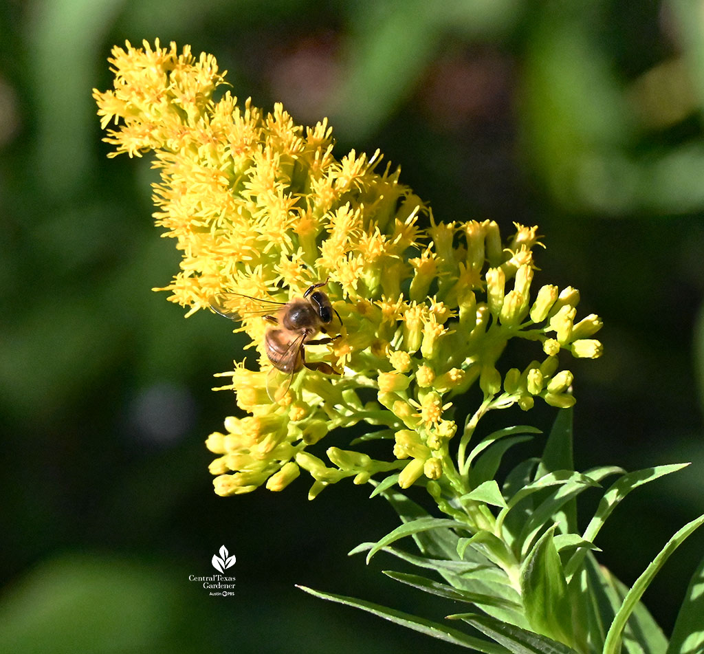 bee on yellow plume-like flower