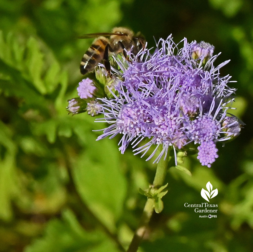 honey bee on lavender flower 