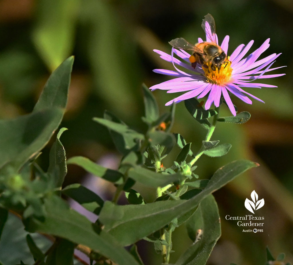 bee on lavender flower