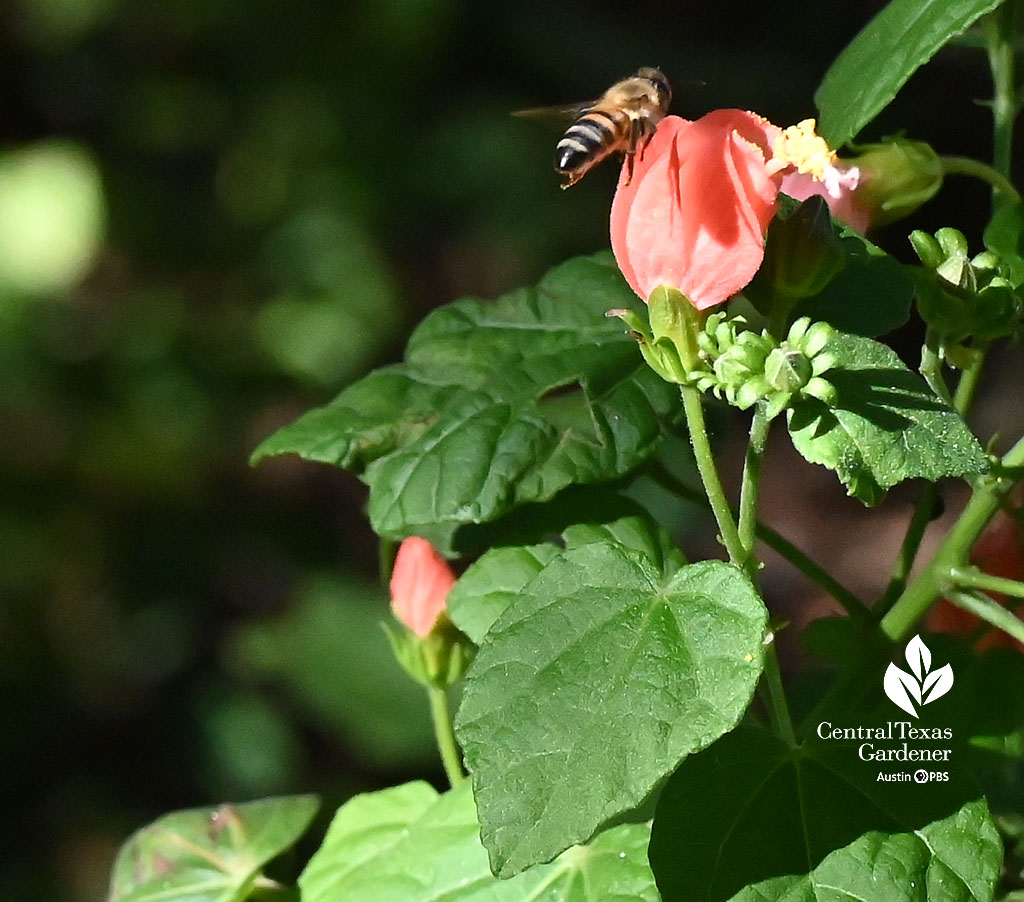 bee on salmon pink flower 