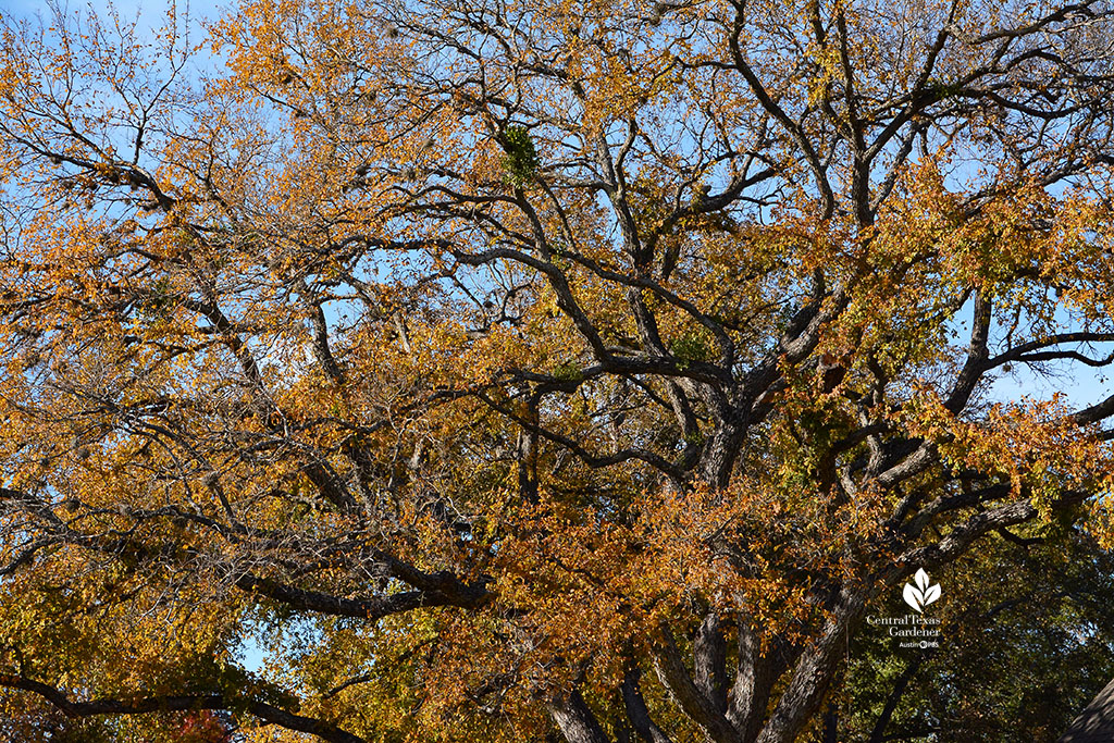 golden leaves on large tree