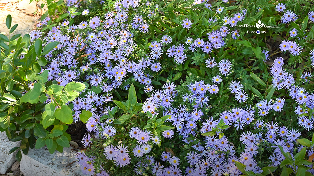 lavender flowers 