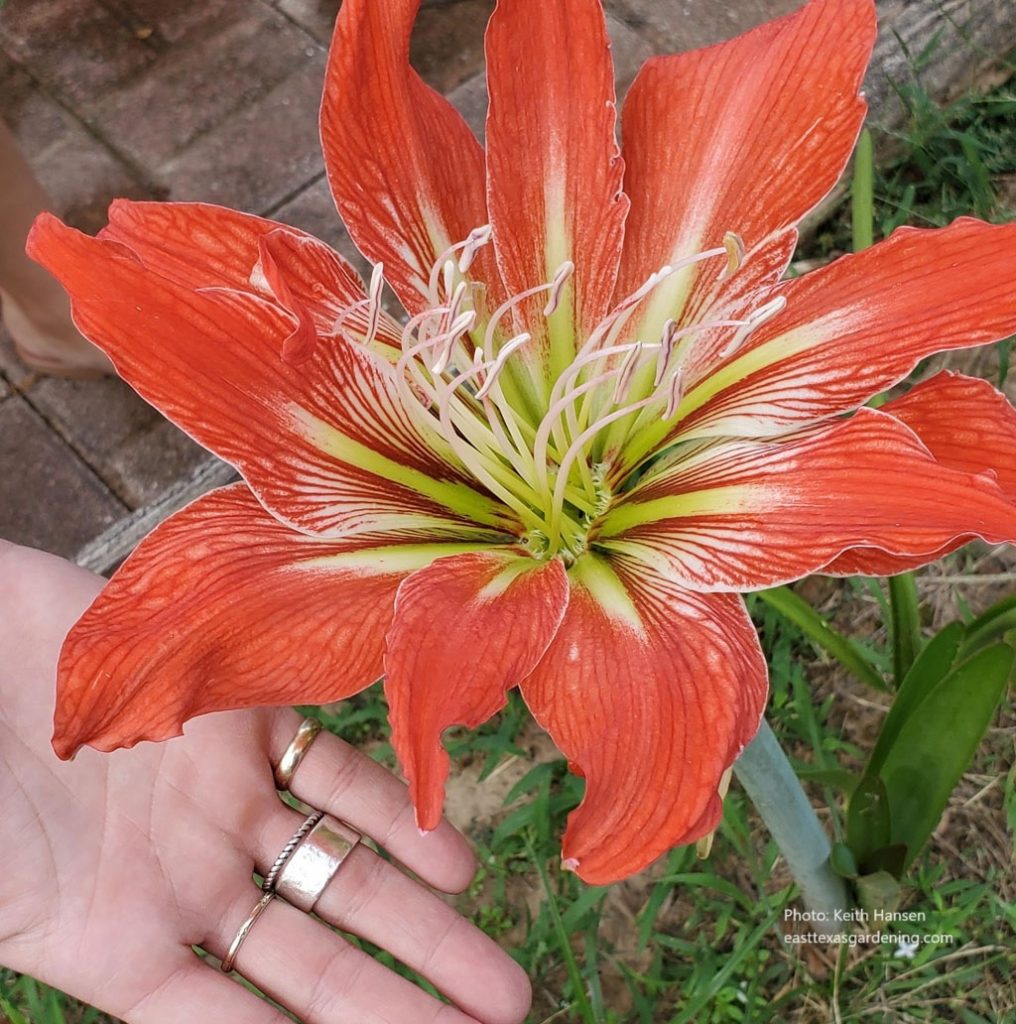 large coral flower 