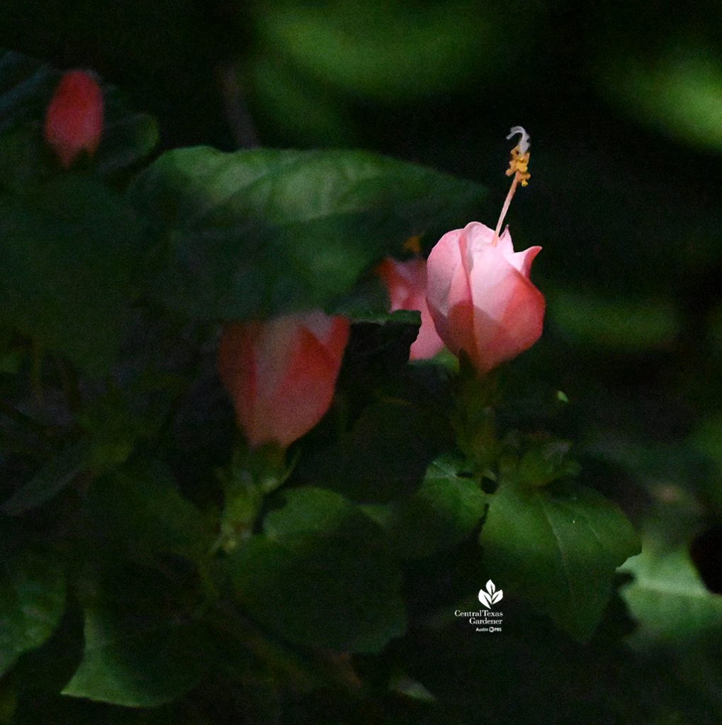 whorled pink flower 