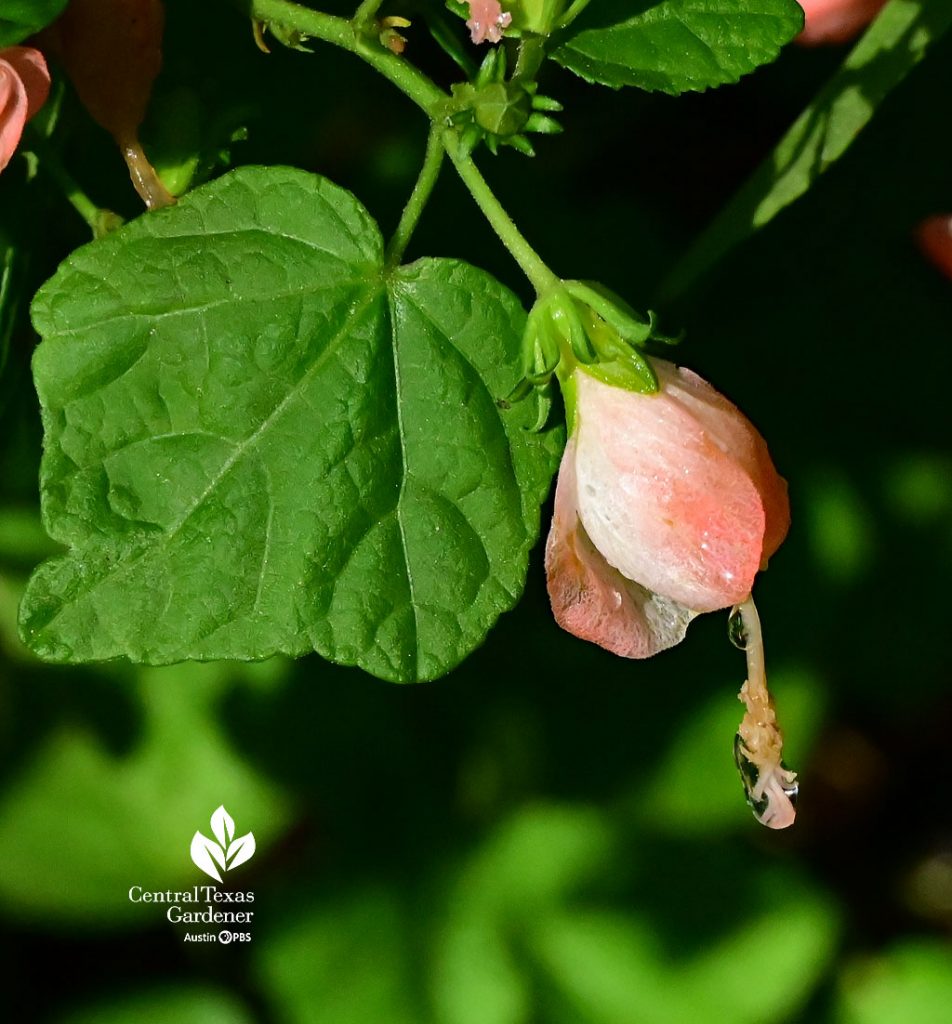 salmon pink flower with rainy drops on stamen