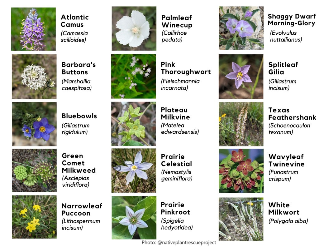 poster with plant pictures and names of rescued plants