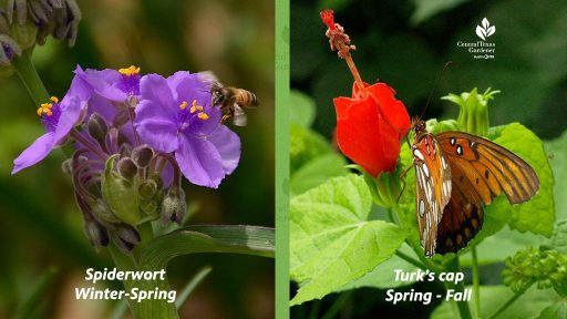 lavender flower and bee and red flower with butterfly