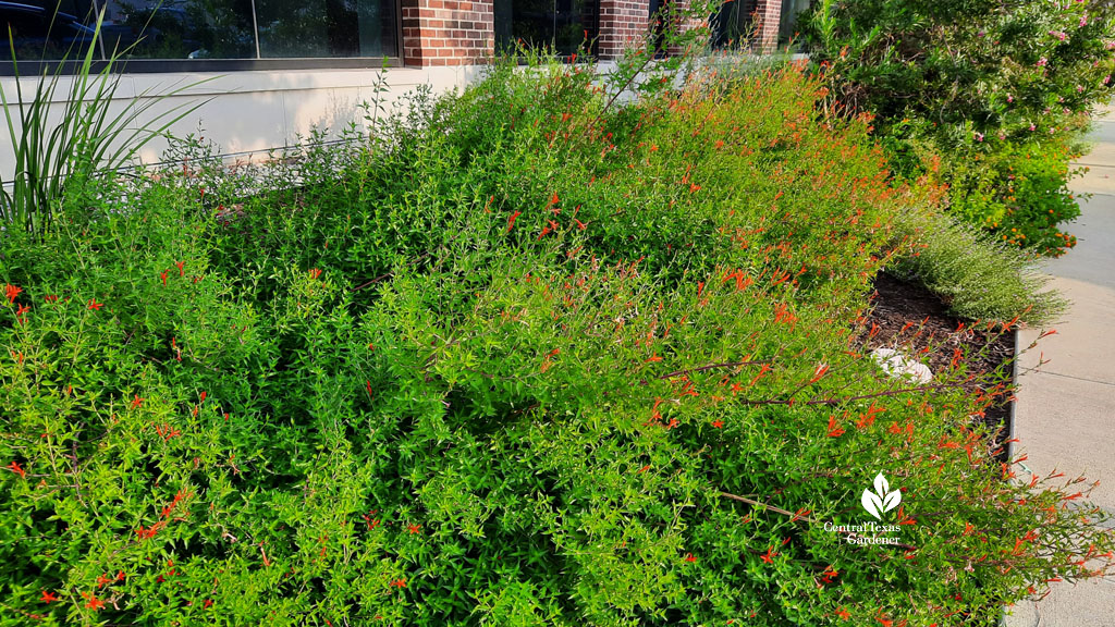 orange flowered shrubs 