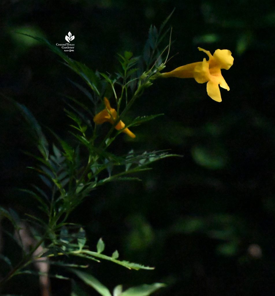 long tubular yellow flower