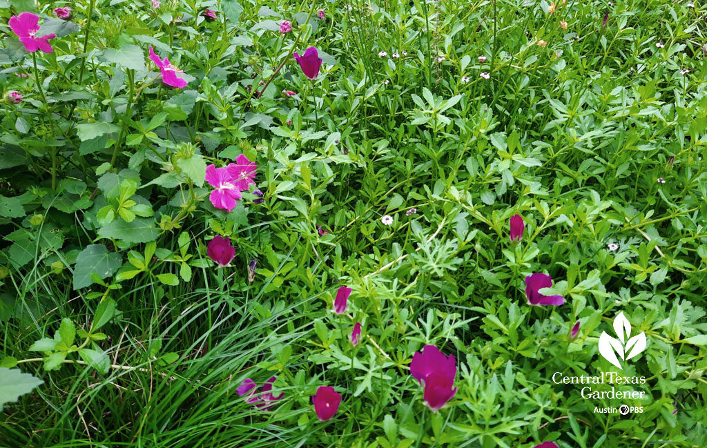 purple flowers and pink ones above small green leaves on groundcover 