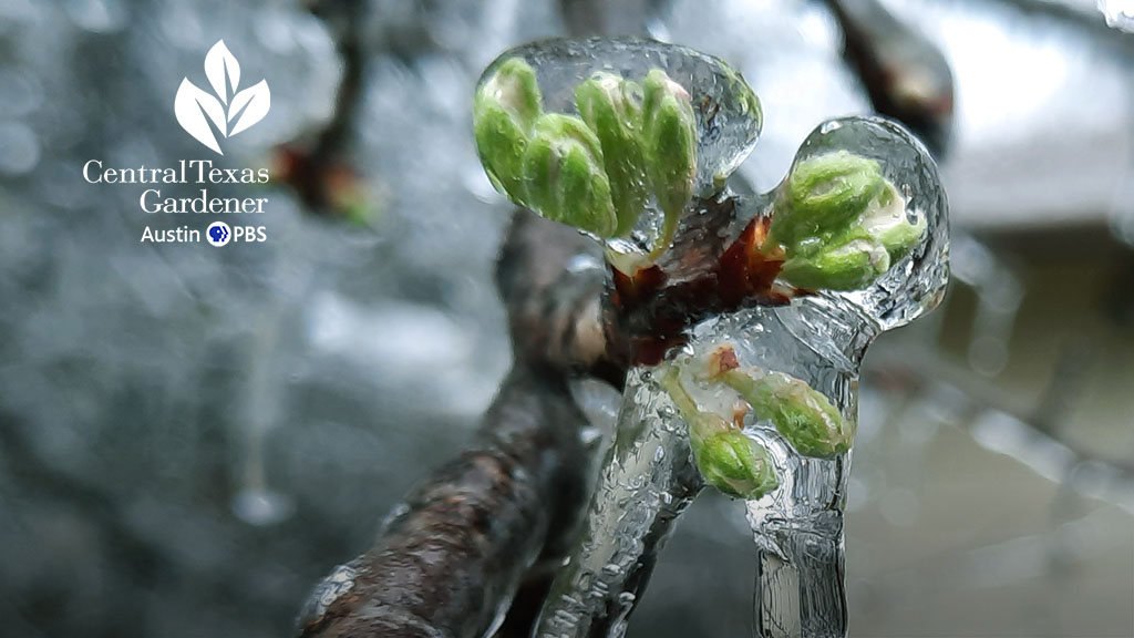 white flower bud encased in ice