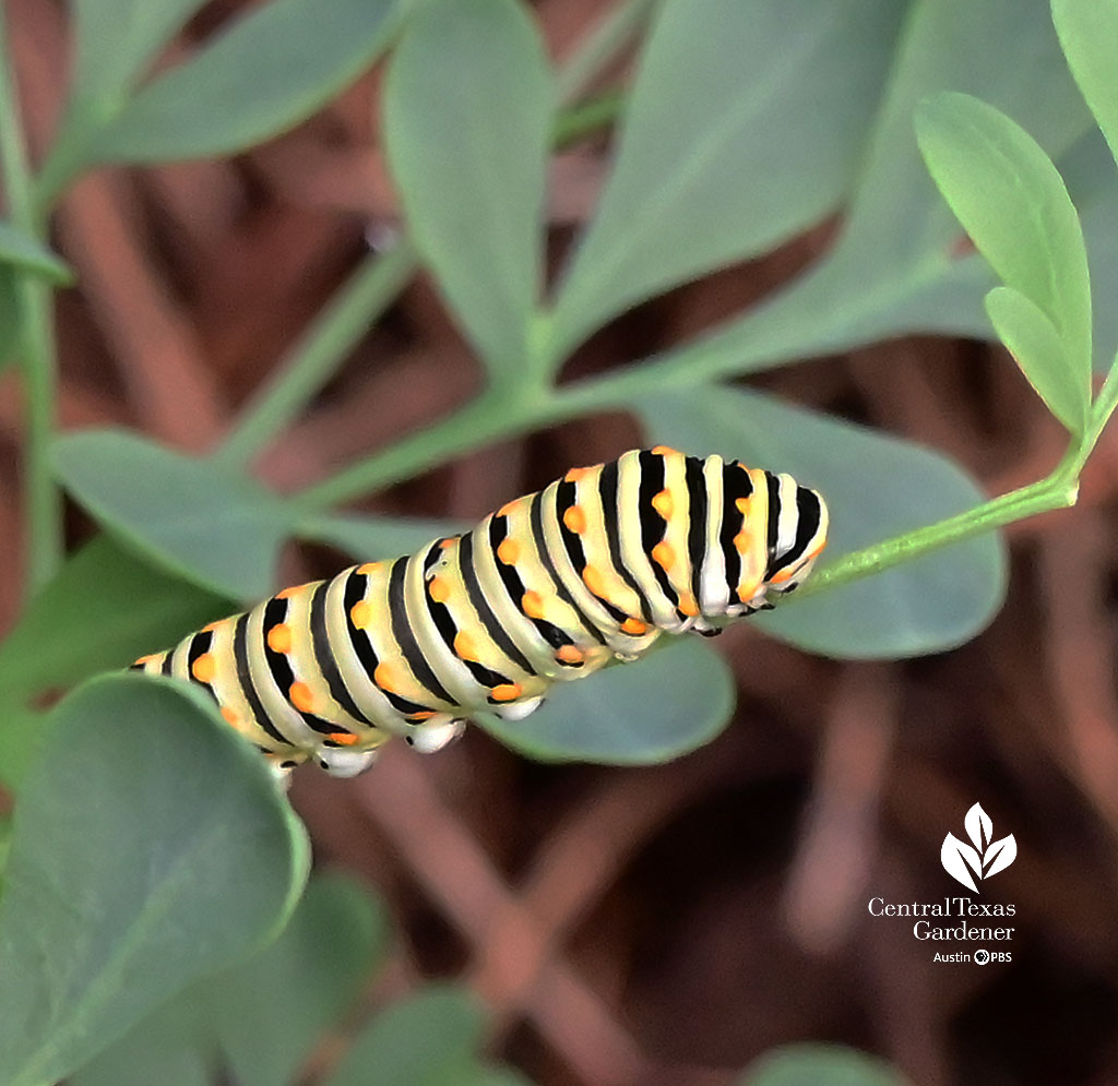 gold black and white-striped caterpillar