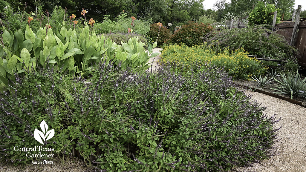 pruple and yellow flowered plants on crushed granite path; orange flowered cannas tall about basil 