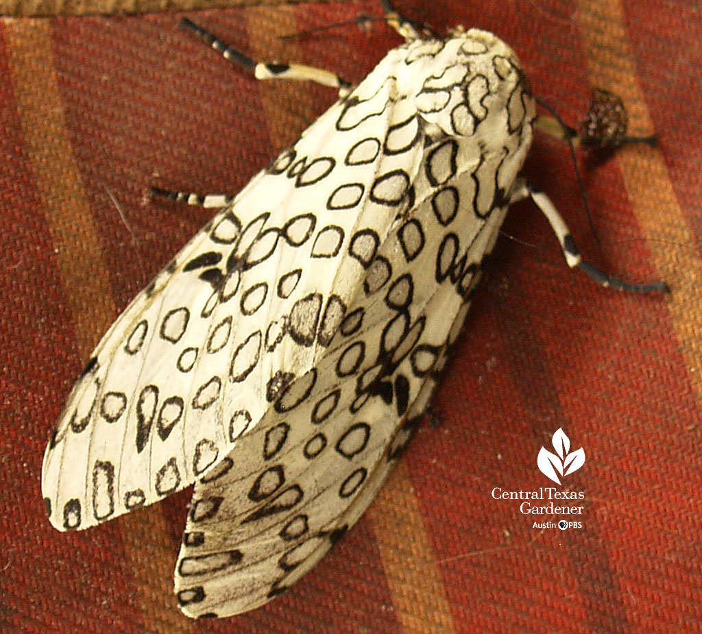 white moth with circular black markings 