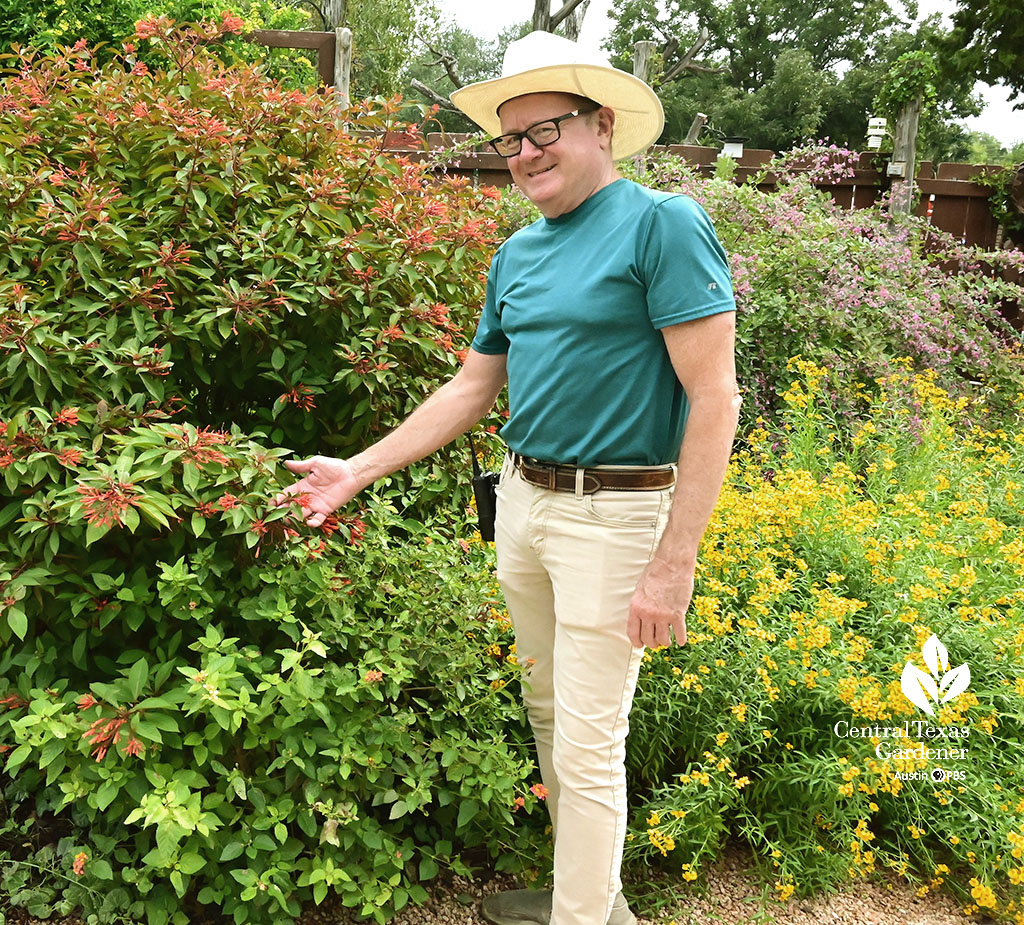 man standing next to orange flowered shrub and gold flowered shorter plants