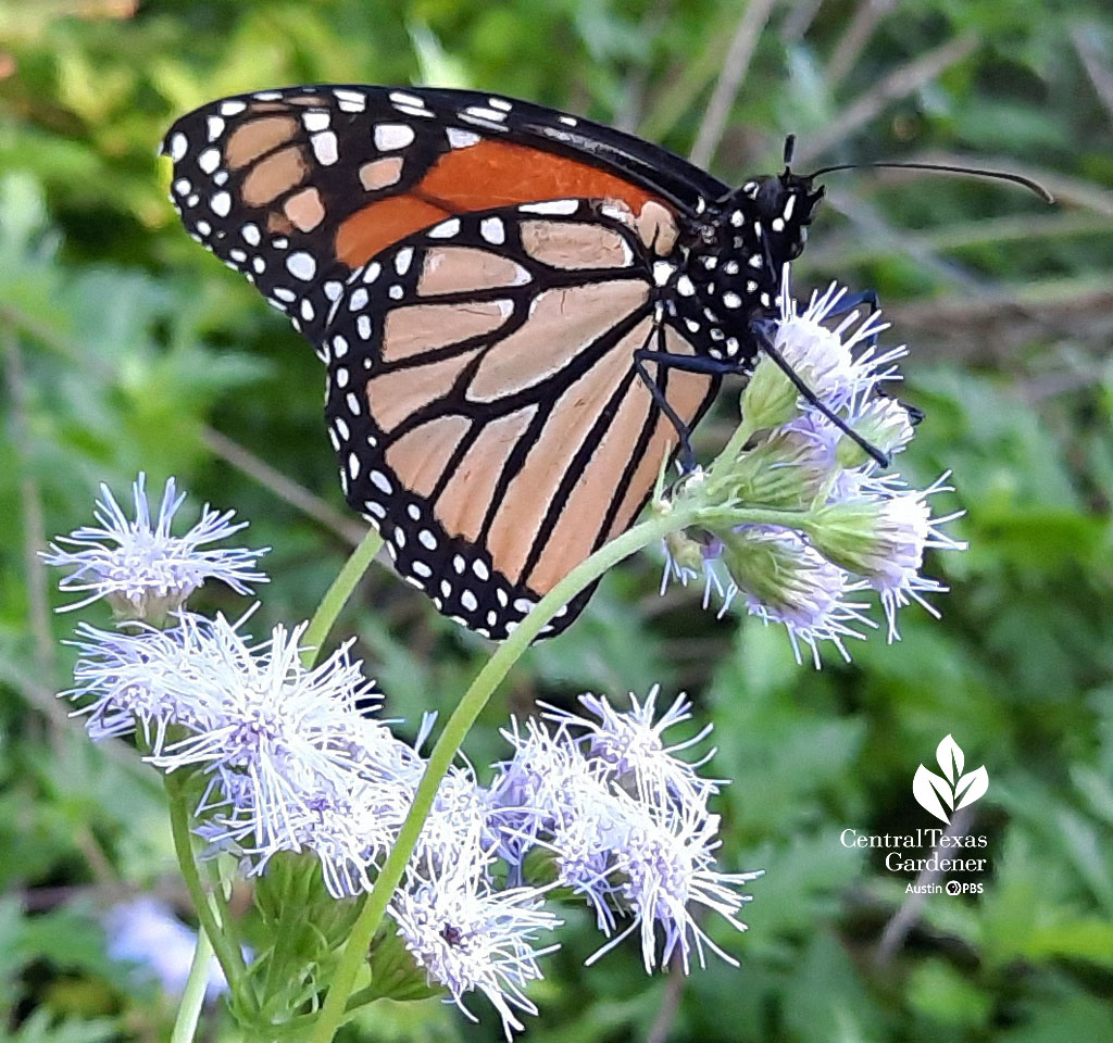 Monarch butterfly on blue gregg's mistflowers 
