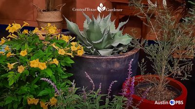 yellow flowers, silver agave, purple salvia, white flowers on small-leaved shrub