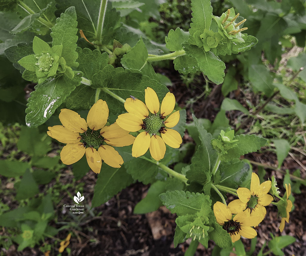 yellow daisy-like flowers with green center