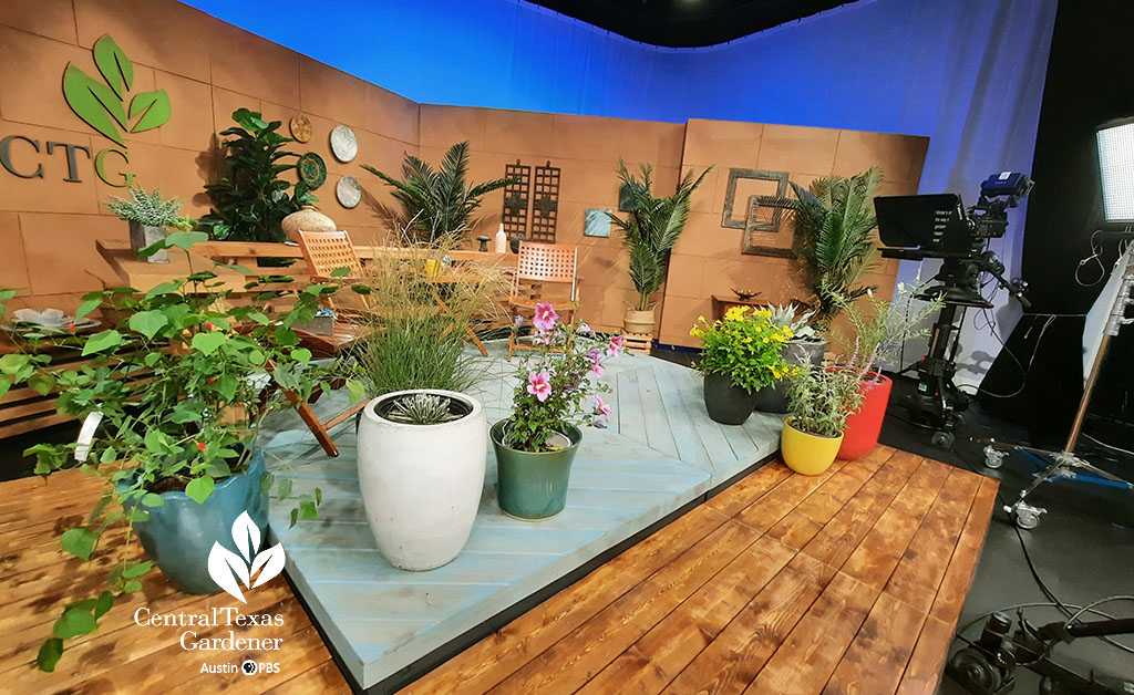 CTG set with lots of plants