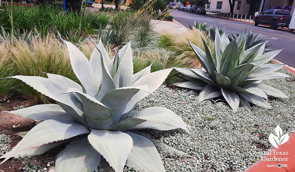 silver agave with silvery groundcover against street