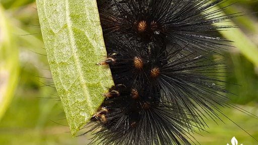 black fuzzy caterpillar orange dots