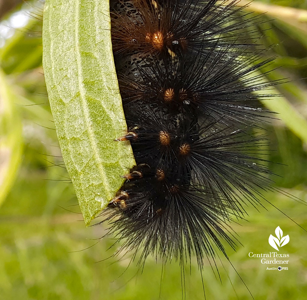 black fuzzy caterpillar orange dots