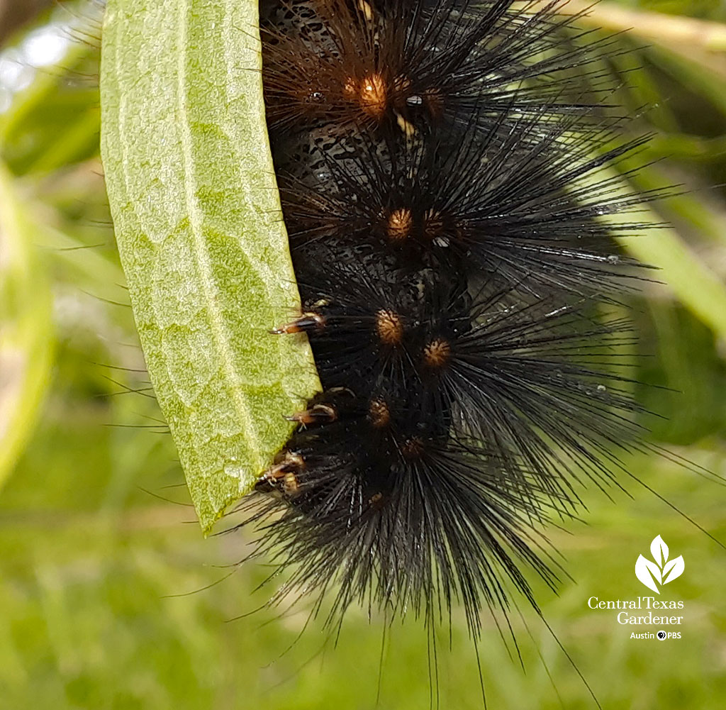 Grass Caterpillar - National Children's Gardening Week