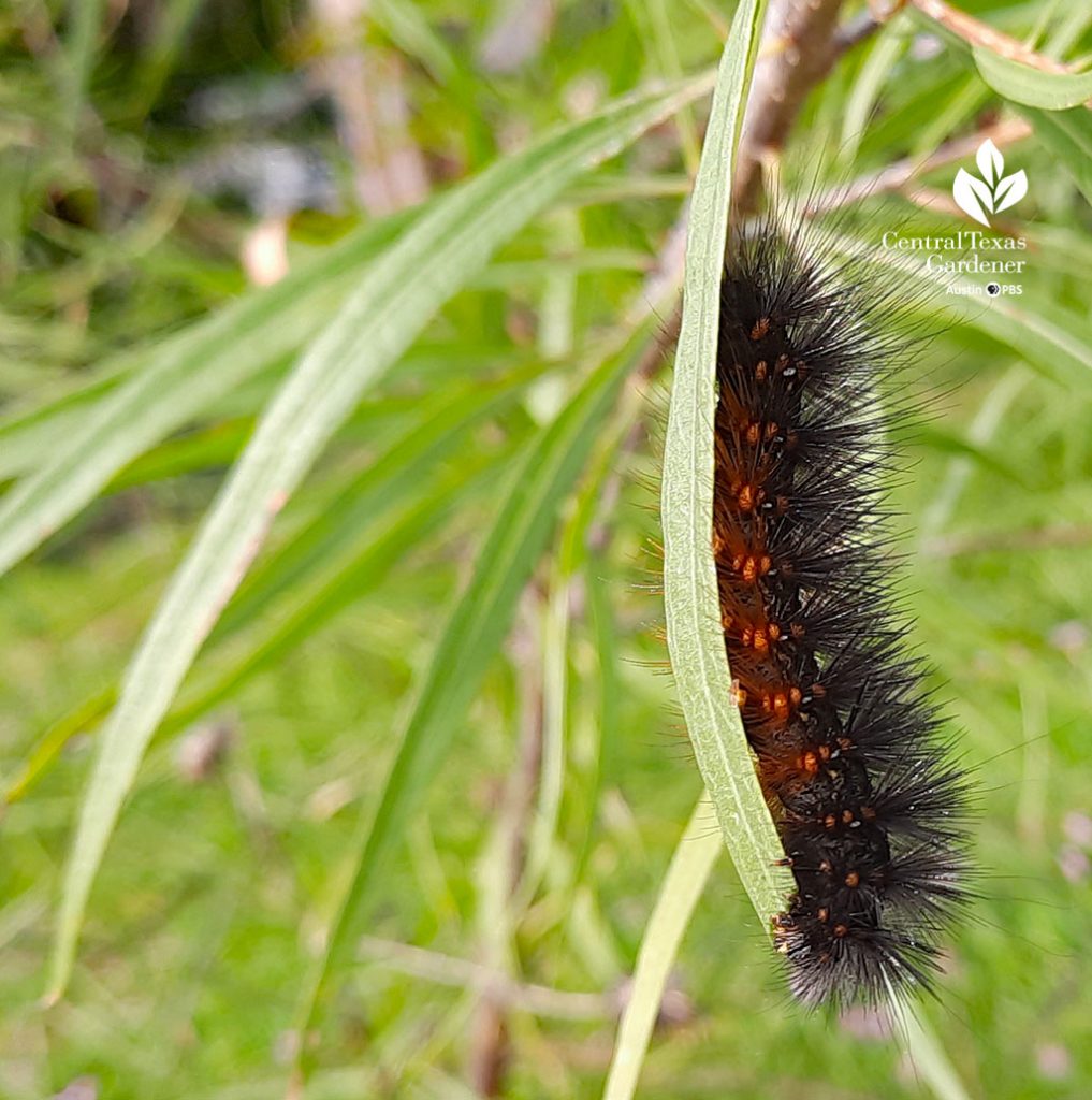 black and orange caterpillar on leaf 
