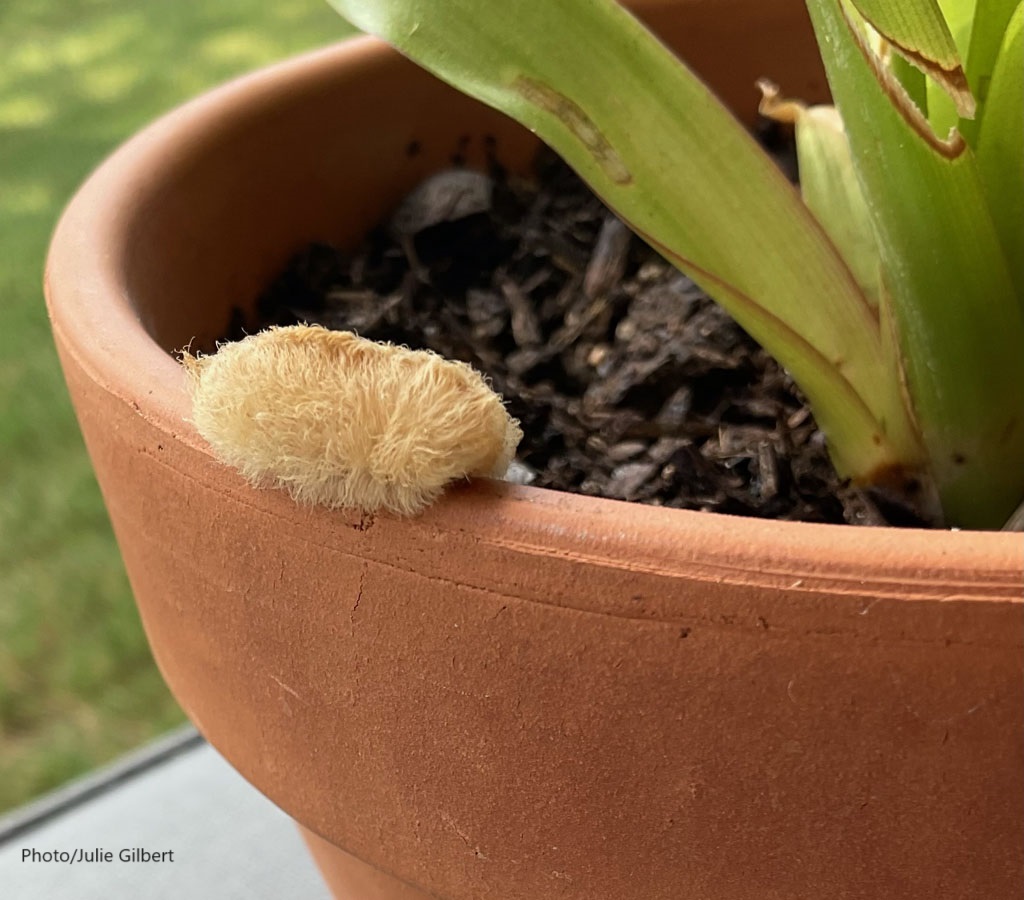 white fuzzy caterpillar on edge of plant container