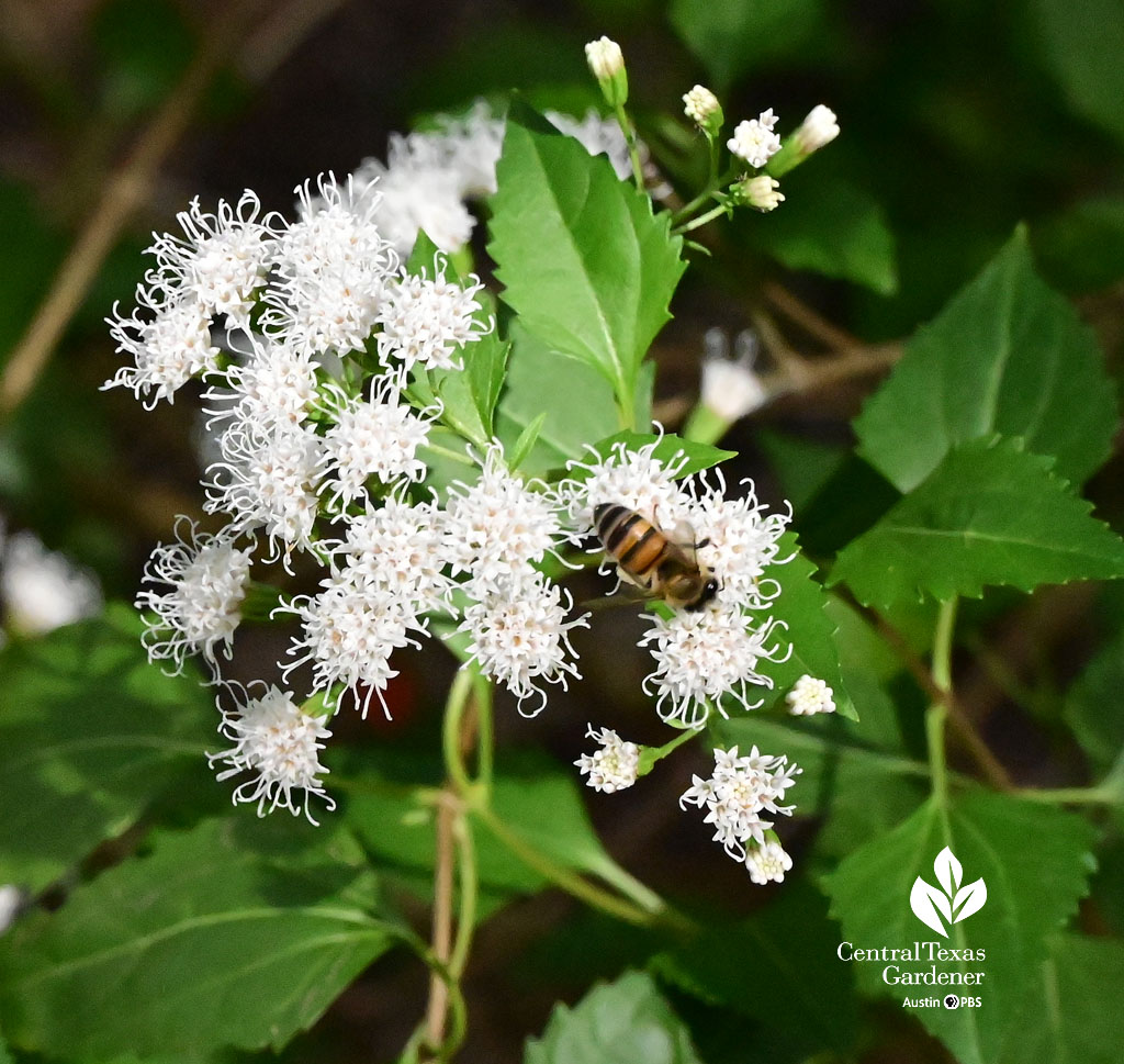 bee on white flower