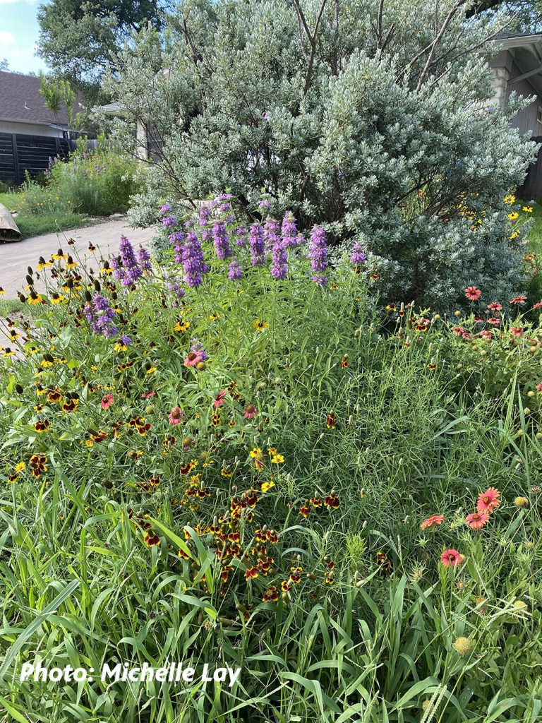 purple, yellow, and reddish-orange flowers next to silvery shrub