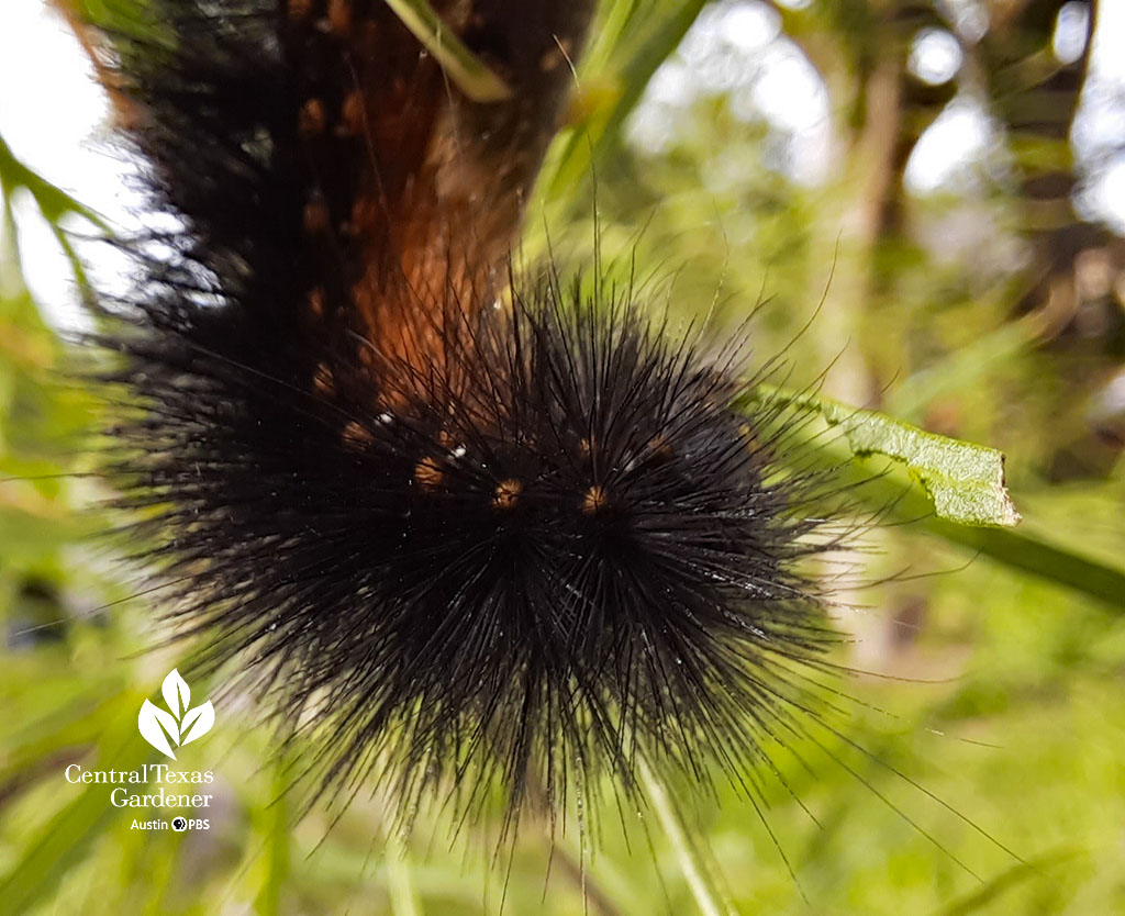 black fuzzy caterpillar orange markings 