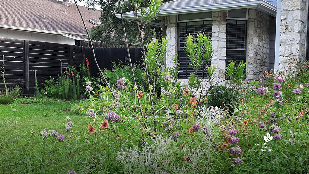 wildflowers and small tree in front of house