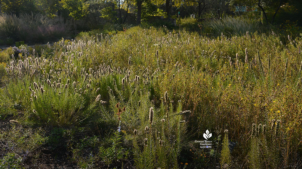 seed heads on liatris and grasses 