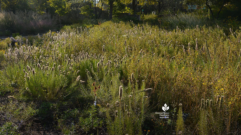 seed heads on liatris and grasses